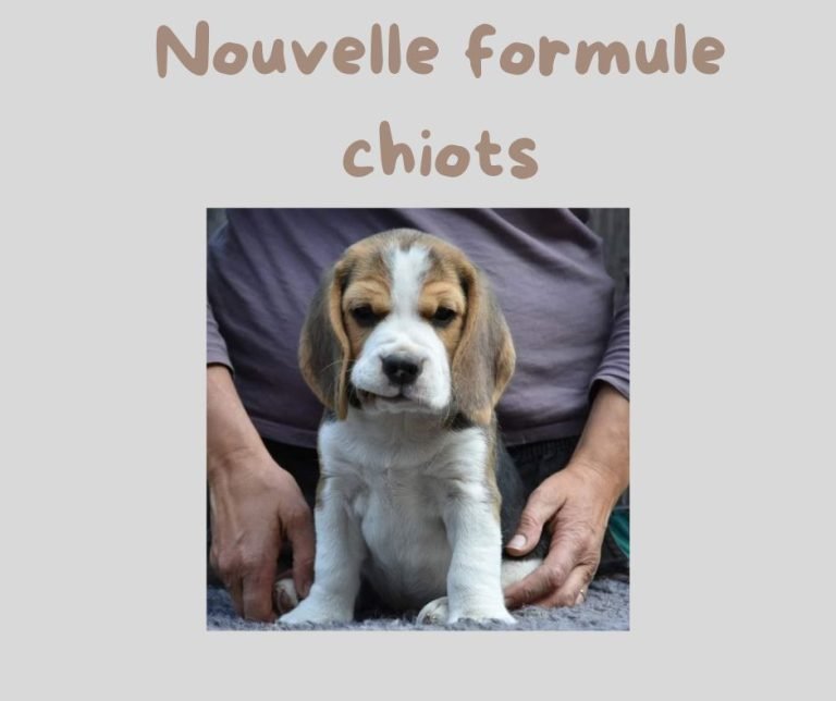 education chiot